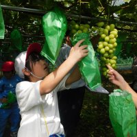 収穫の秋！３年生あくつぶどう園へ！！