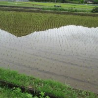 除草作業