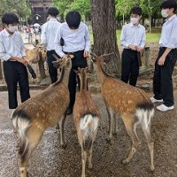 東大寺、奈良クラス別研修 (修学旅行No.3 5/19)