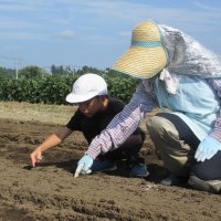 ３・４年生　大根の種まき